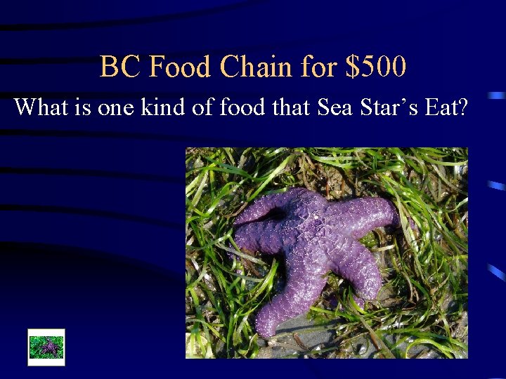 BC Food Chain for $500 What is one kind of food that Sea Star’s