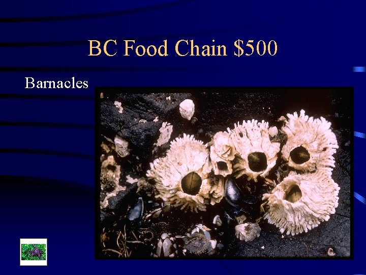 BC Food Chain $500 Barnacles 