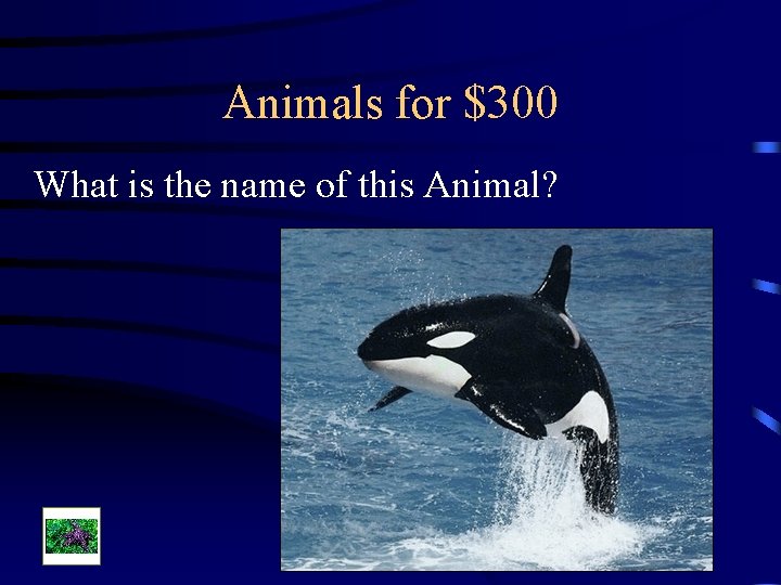 Animals for $300 What is the name of this Animal? 