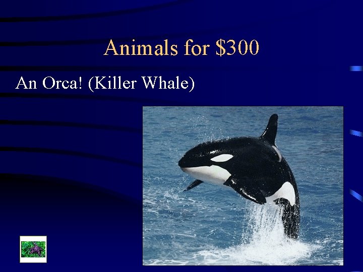 Animals for $300 An Orca! (Killer Whale) 