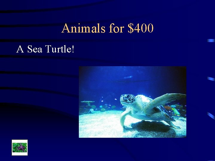 Animals for $400 A Sea Turtle! 