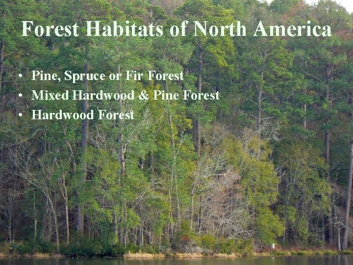 Forest Habitats of North America • • • Pine, Spruce or Fir Forest Mixed Forest Habitats of North America • • • Pine, Spruce or Fir Forest Mixed