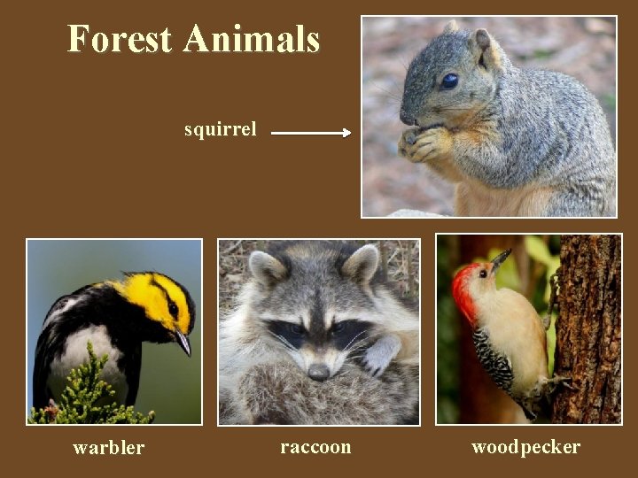 Forest Animals squirrel warbler raccoon woodpecker Forest Animals squirrel warbler raccoon woodpecker