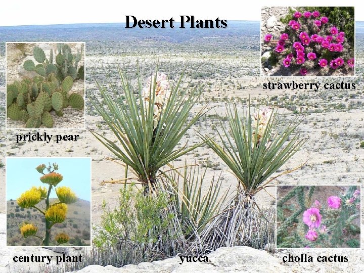 Desert Plants strawberry cactus prickly pear century plant yucca cholla cactus Desert Plants strawberry cactus prickly pear century plant yucca cholla cactus