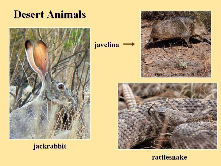 Desert Animals javelina jackrabbit rattlesnake Desert Animals javelina jackrabbit rattlesnake