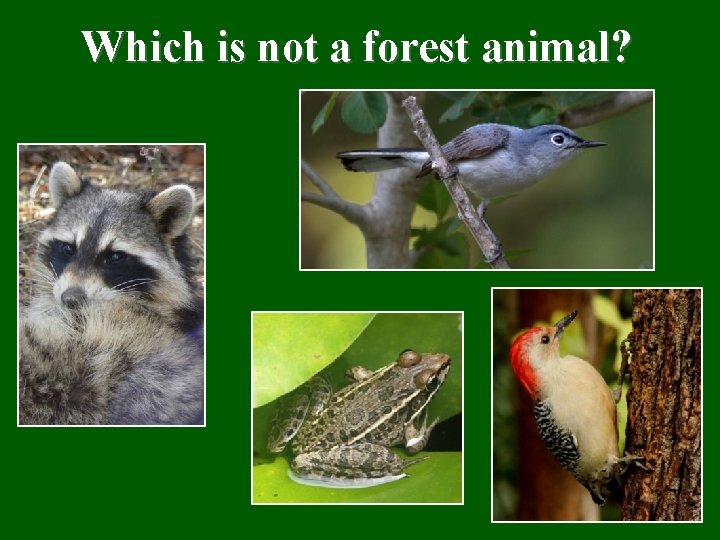 Which is not a forest animal? Which is not a forest animal?