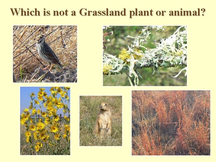 Which is not a Grassland plant or animal? Which is not a Grassland plant or animal?