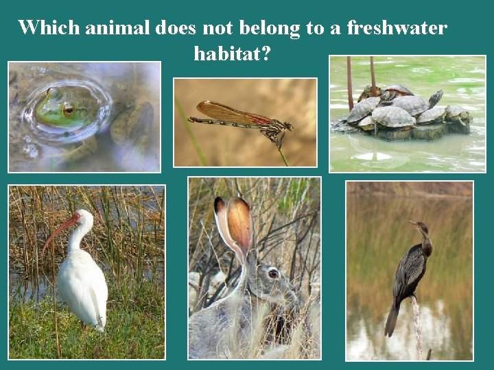 Which animal does not belong to a freshwater habitat? Which animal does not belong to a freshwater habitat?
