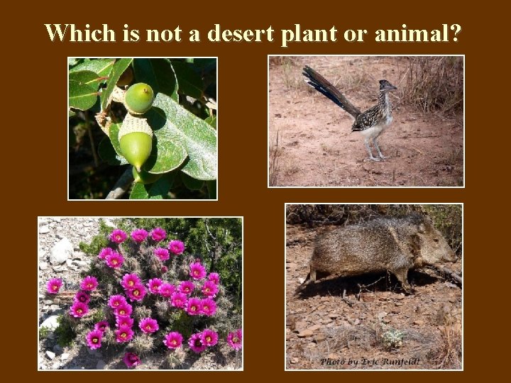 Which is not a desert plant or animal? Which is not a desert plant or animal?
