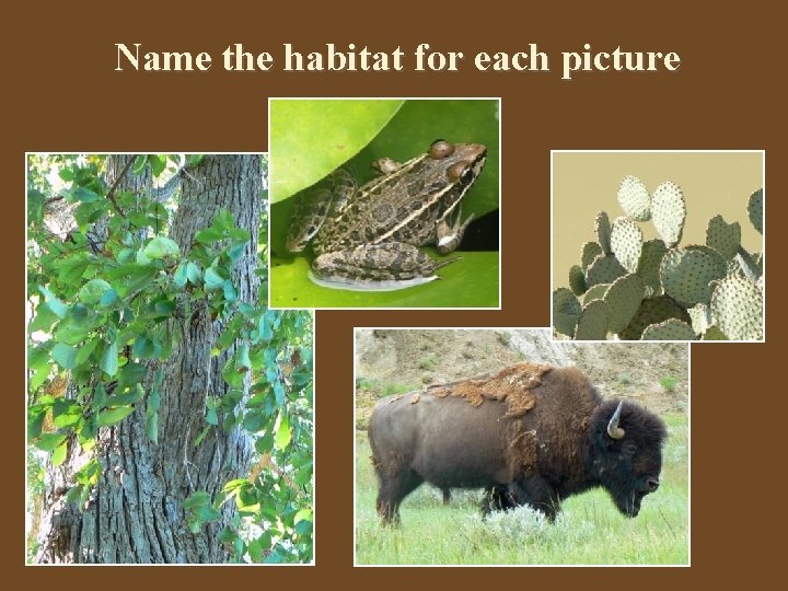 Name the habitat for each picture Name the habitat for each picture