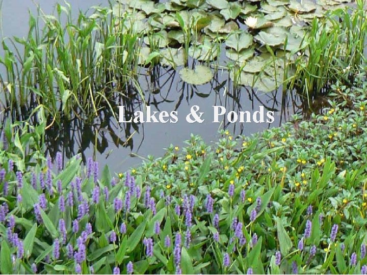 Lakes & Ponds Lakes & Ponds