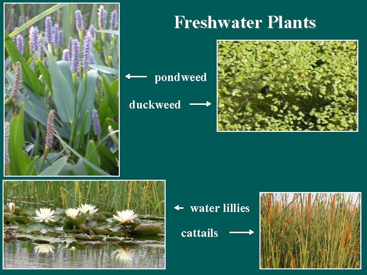 Freshwater Plants pondweed duckweed water lillies cattails Freshwater Plants pondweed duckweed water lillies cattails