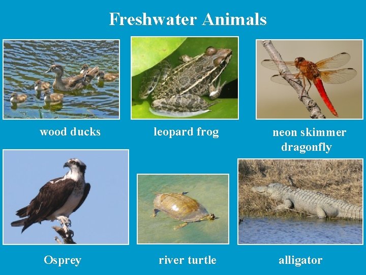 Freshwater Animals wood ducks Osprey leopard frog river turtle neon skimmer dragonfly alligator Freshwater Animals wood ducks Osprey leopard frog river turtle neon skimmer dragonfly alligator