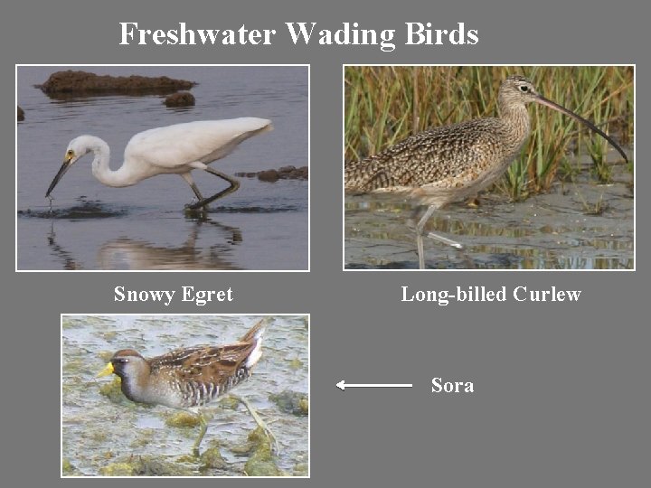 Freshwater Wading Birds Snowy Egret Long-billed Curlew Sora Freshwater Wading Birds Snowy Egret Long-billed Curlew Sora