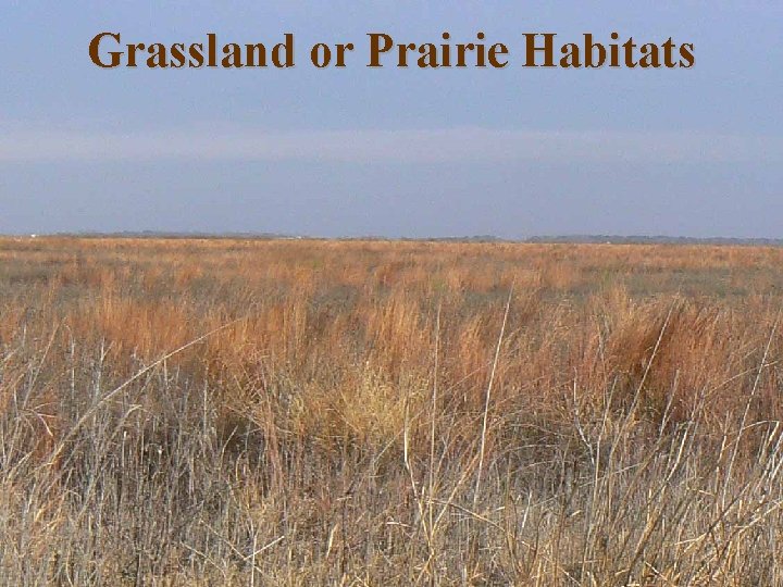 Grassland or Prairie Habitats Grassland or Prairie Habitats