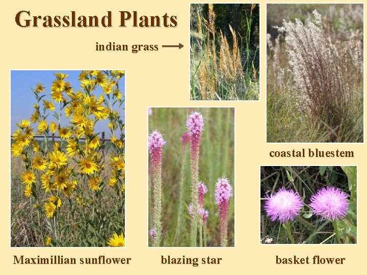 Grassland Plants indian grass coastal bluestem Maximillian sunflower blazing star basket flower Grassland Plants indian grass coastal bluestem Maximillian sunflower blazing star basket flower