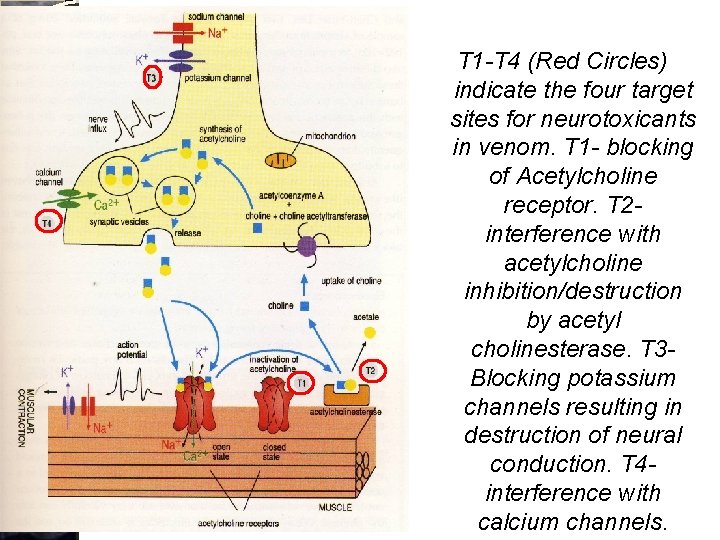 T 1 -T 4 (Red Circles) indicate the four target sites for neurotoxicants in