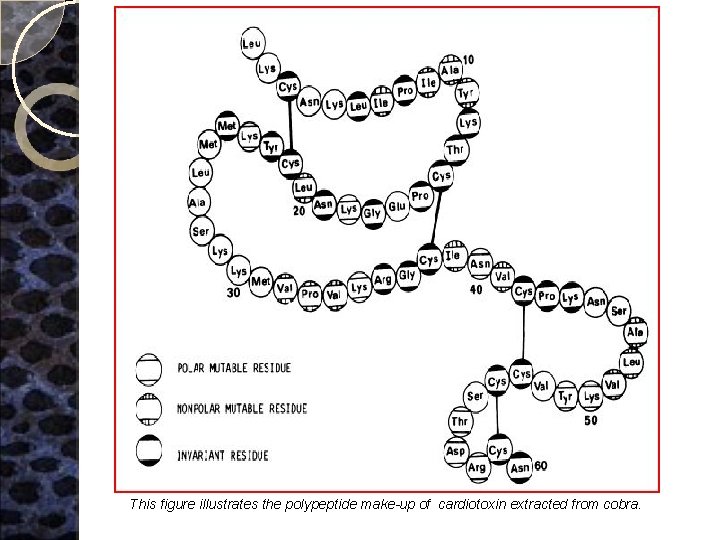 This figure illustrates the polypeptide make-up of cardiotoxin extracted from cobra. 