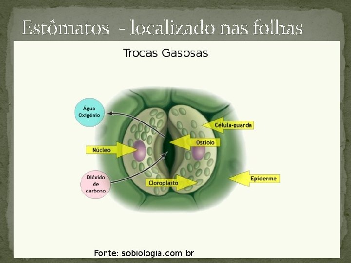 Estômatos - localizado nas folhas Estômatos - localizado nas folhas