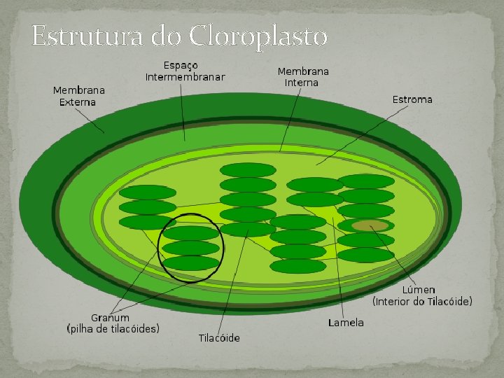 Estrutura do Cloroplasto Estrutura do Cloroplasto
