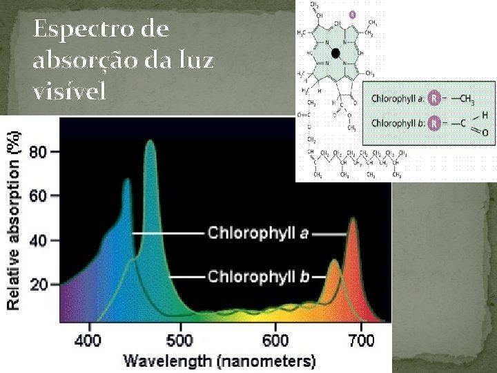 Espectro de absorção da luz visível Espectro de absorção da luz visível