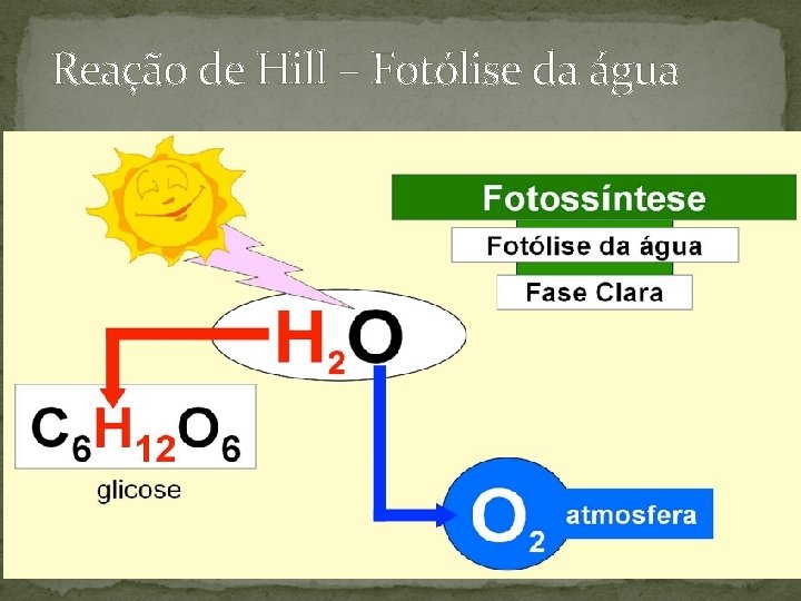 Reação de Hill – Fotólise da água Reação de Hill – Fotólise da água