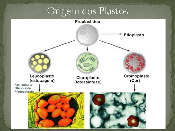 Origem dos Plastos Origem dos Plastos