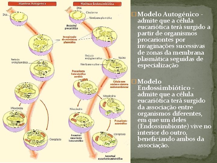 � Modelo Autogénico - admite que a célula eucariótica terá surgido a partir de � Modelo Autogénico - admite que a célula eucariótica terá surgido a partir de