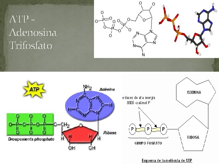 ATP Adenosina Trifosfato ATP Adenosina Trifosfato