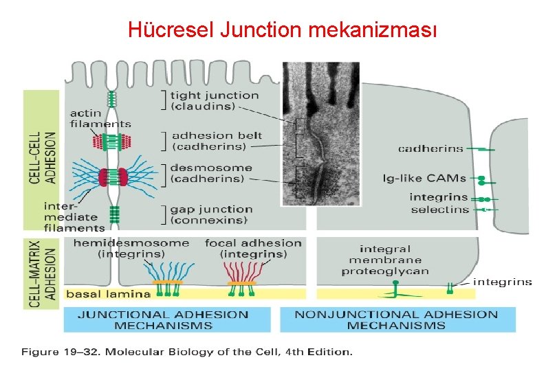 Hücresel Junction mekanizması 