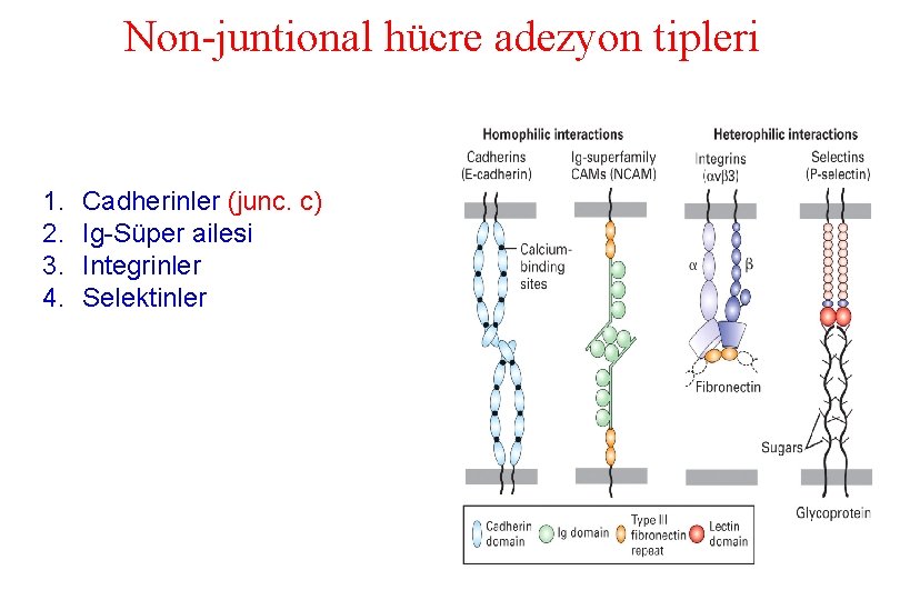 Non-juntional hücre adezyon tipleri 1. 2. 3. 4. Cadherinler (junc. c) Ig-Süper ailesi Integrinler