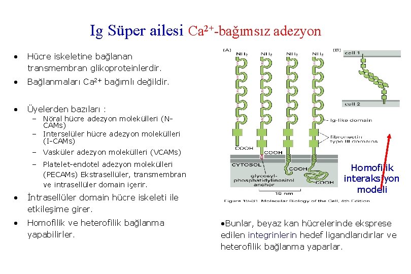 Ig Süper ailesi Ca 2+-bağımsız adezyon • Hücre iskeletine bağlanan transmembran glikoproteinlerdir. • Bağlanmaları