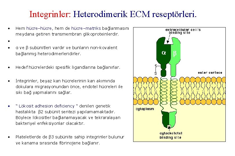 Integrinler: Heterodimerik ECM reseptörleri. • Hem hücre–hücre, hem de hücre–matriks bağlanmasını meydana getiren transmembran