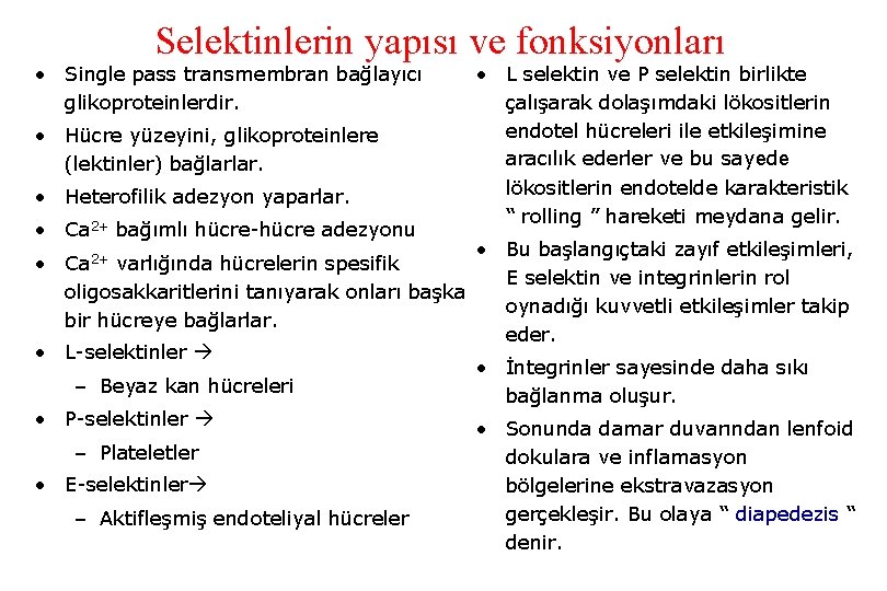 Selektinlerin yapısı ve fonksiyonları • Single pass transmembran bağlayıcı glikoproteinlerdir. • Hücre yüzeyini, glikoproteinlere