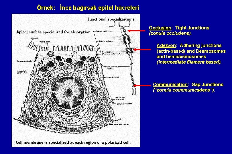 Örnek: İnce bağırsak epitel hücreleri Occlusion: Tight Junctions (zonula occludens). Adezyon: Adhering junctions (actin-based)