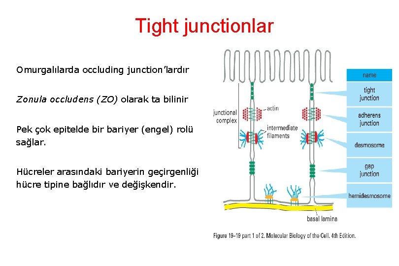 Tight junctionlar Omurgalılarda occluding junction’lardır Zonula occludens (ZO) olarak ta bilinir Pek çok epitelde