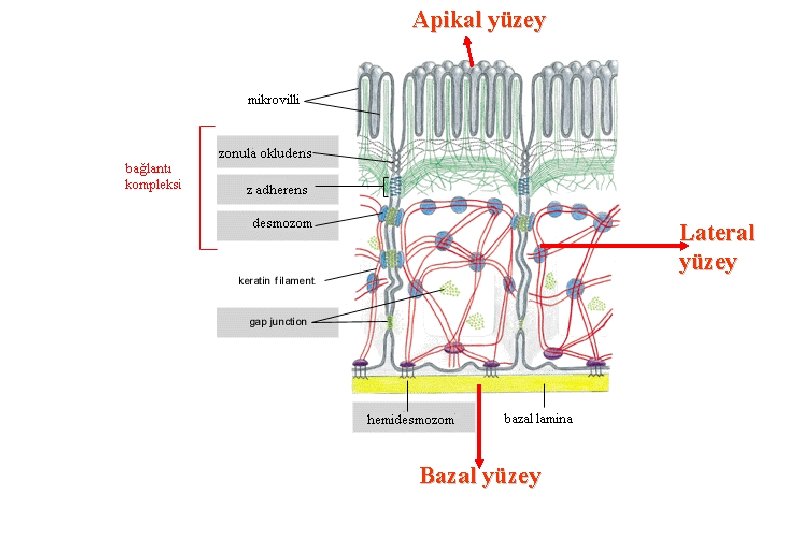 Apikal yüzey Lateral yüzey Bazal yüzey 