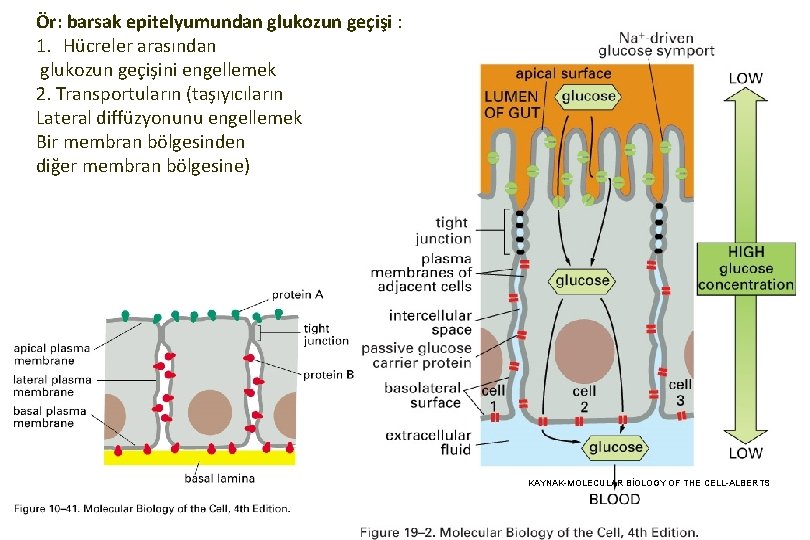 Ör: barsak epitelyumundan glukozun geçişi : 1. Hücreler arasından glukozun geçişini engellemek 2. Transportuların