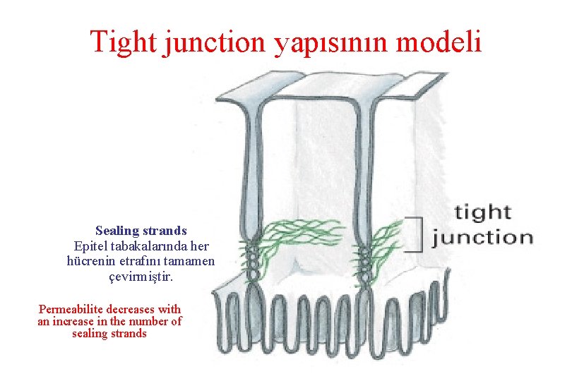 Tight junction yapısının modeli Sealing strands Epitel tabakalarında her hücrenin etrafını tamamen çevirmiştir. Permeabilite