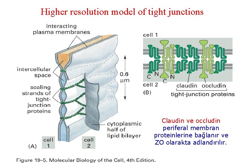 Higher resolution model of tight junctions Claudin ve occludin periferal membran proteinlerine bağlanır ve