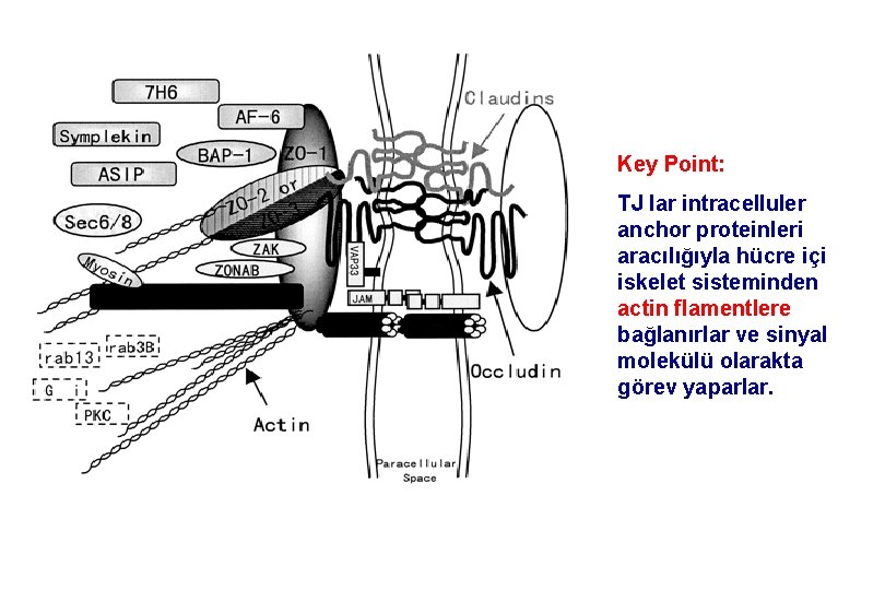 Key Point: TJ lar intracelluler anchor proteinleri aracılığıyla hücre içi iskelet sisteminden actin flamentlere