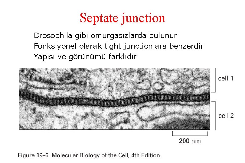 Septate junction Drosophila gibi omurgasızlarda bulunur Fonksiyonel olarak tight junctionlara benzerdir Yapısı ve görünümü