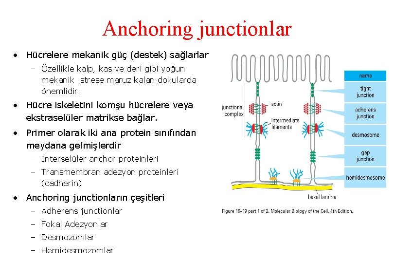 Anchoring junctionlar • Hücrelere mekanik güç (destek) sağlarlar – Özellikle kalp, kas ve deri