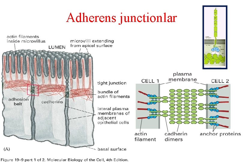 Adherens junctionlar 