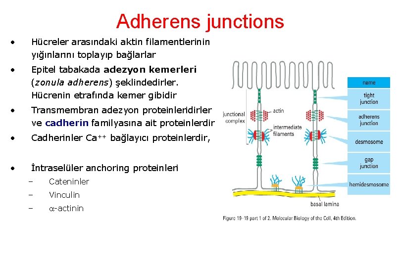 Adherens junctions • Hücreler arasındaki aktin filamentlerinin yığınlarını toplayıp bağlarlar • Epitel tabakada adezyon