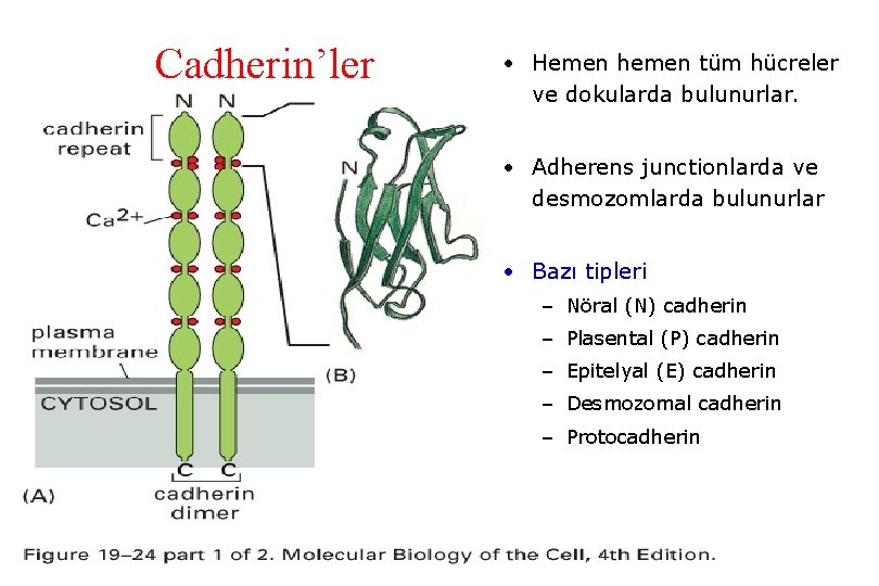 Cadherin’ler • Hemen hemen tüm hücreler ve dokularda bulunurlar. • Adherens junctionlarda ve desmozomlarda