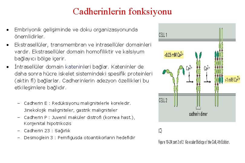 Cadherinlerin fonksiyonu • Embriyonik gelişiminde ve doku organizasyonunda önemlidirler. • Ekstrasellüler, transmembran ve intrasellüler