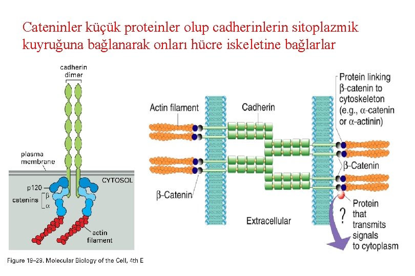 Cateninler küçük proteinler olup cadherinlerin sitoplazmik kuyruğuna bağlanarak onları hücre iskeletine bağlarlar 