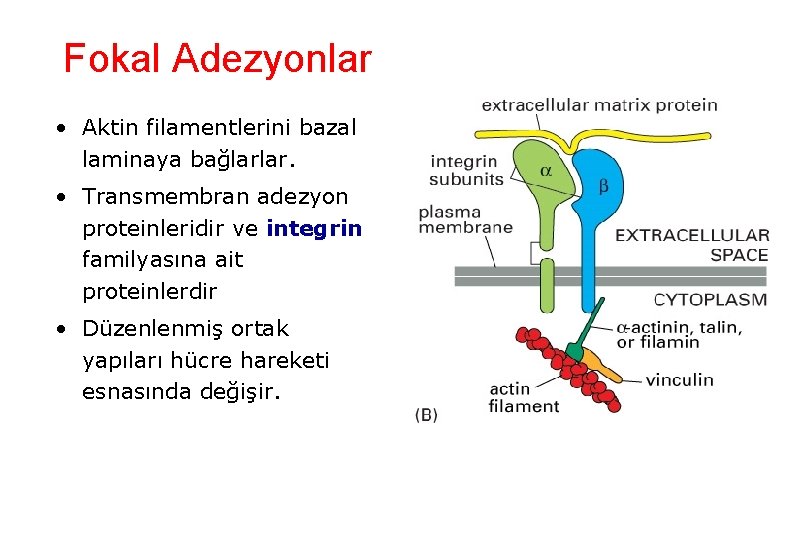 Fokal Adezyonlar • Aktin filamentlerini bazal laminaya bağlarlar. • Transmembran adezyon proteinleridir ve integrin