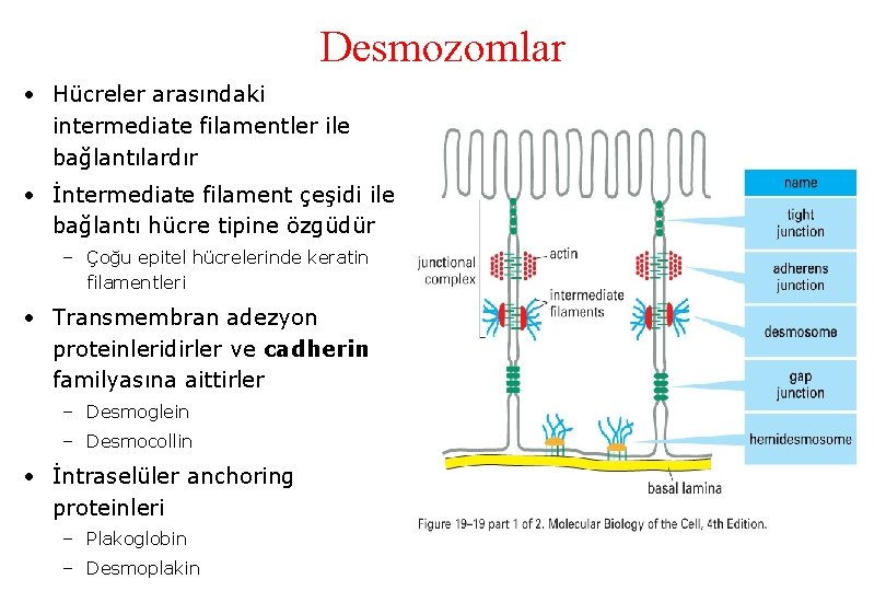 Desmozomlar • Hücreler arasındaki intermediate filamentler ile bağlantılardır • İntermediate filament çeşidi ile bağlantı